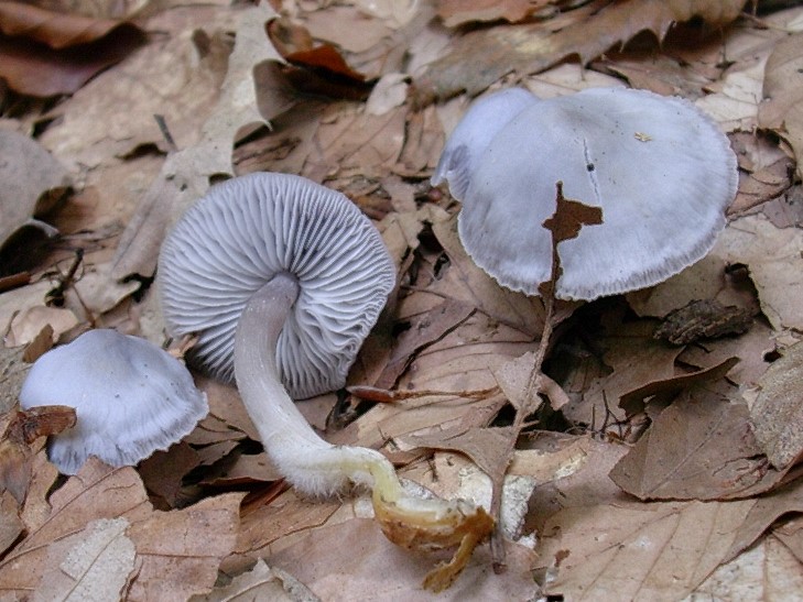 499 Novembre vecchio ritrovamento